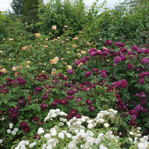 Bordo vijolična - Galska vrtnica